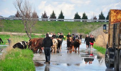 Manisa'da sağanak: Mahsur kalan hayvanlar kurtarıldı