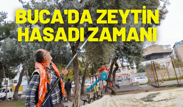 Buca'da zeytin hasadı zamanı