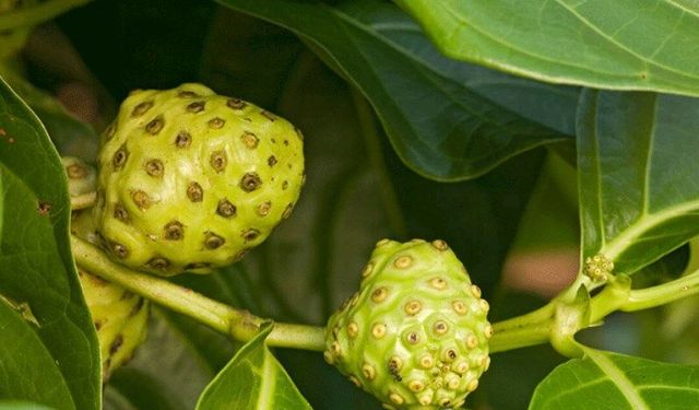 Dut yaprağından şekere doğal çözüm! Yemek yemek akla bile gelmiyor