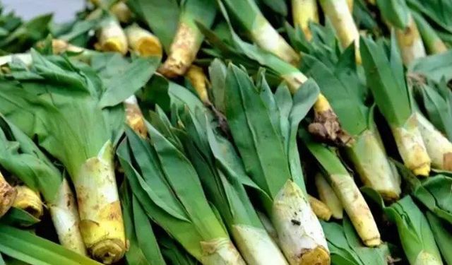 Pazar tezgahlarının gizli şifası! Çiriş otu ve bilinmeyen faydaları