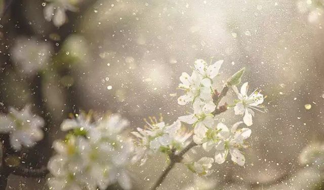 Sadece bir hapşırık mı, yoksa bağışıklık savaşı mı? İşte polen alerjisinin perde arkası