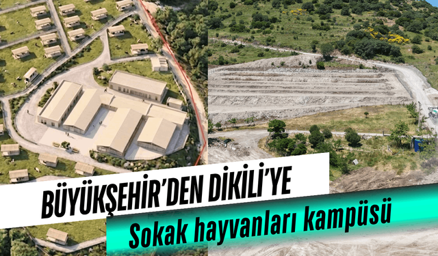 Büyükşehir’den Dikili’ye sokak hayvanları kampüsü