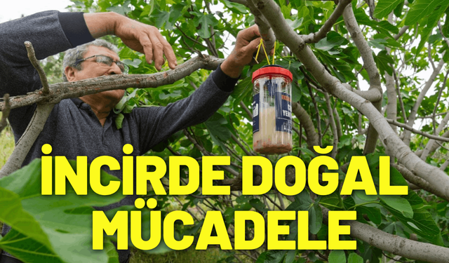 İncirde kalite kaybına karşı doğal mücadele
