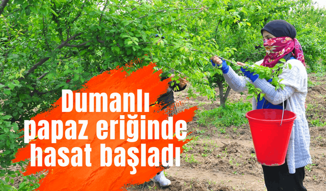 Manisa'nın 'dumanlı papaz eriğinde' hasat başladı