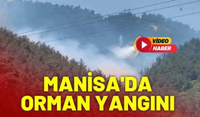 Manisa'da orman yangını