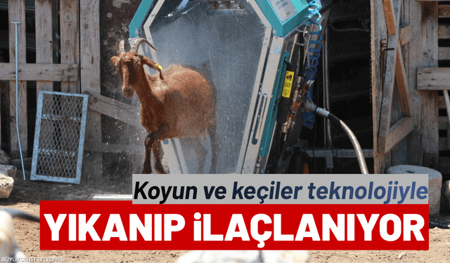Koyun ve keçiler artık teknolojiyle yıkanıp ilaçlanıyor