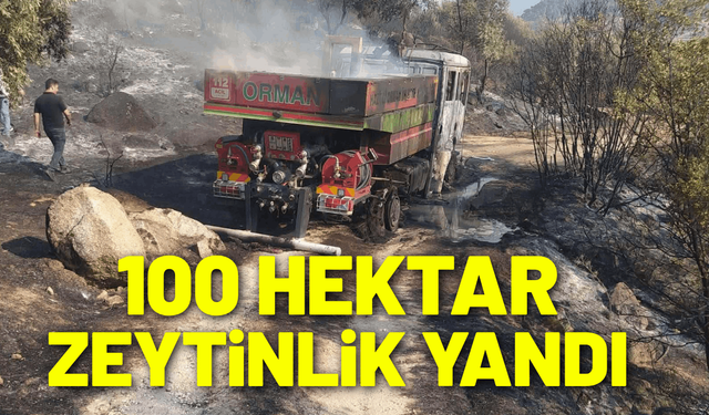 Aydın'da 100 hektar zeytinlik zarar gördü