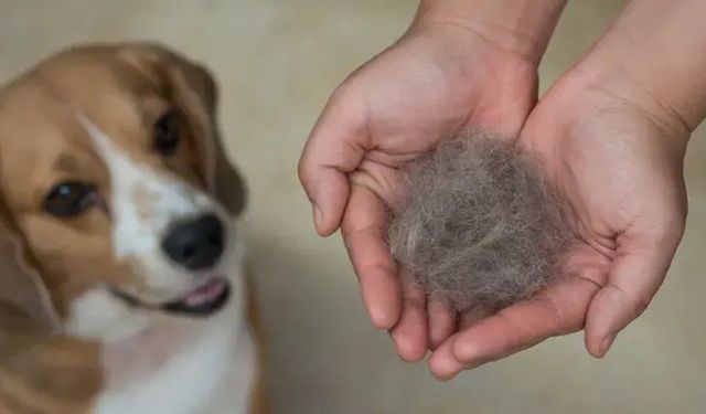 Sıcaklar tüy dökülmesini artırıyor! Kedi ve köpeklerin bakımı nasıl olmalı?