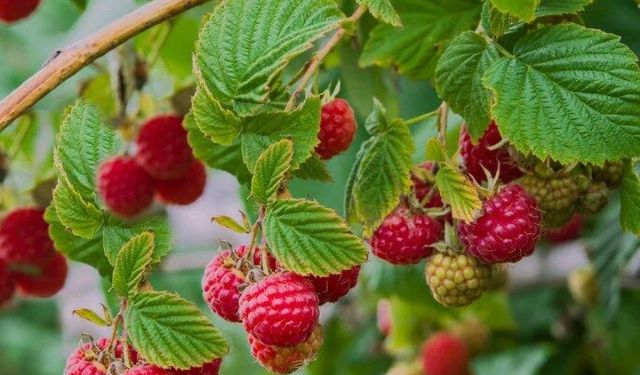 Ahududu faydaları nelerdir? Ahududu zayıflatır mı?
