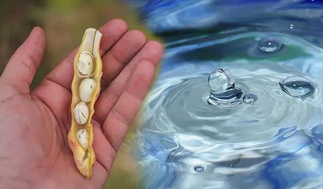 Suyu doğal bir şekilde arıtıyor! Bulanıksa berraklaştırıyor, doğadan gelen dezenfeksiyon