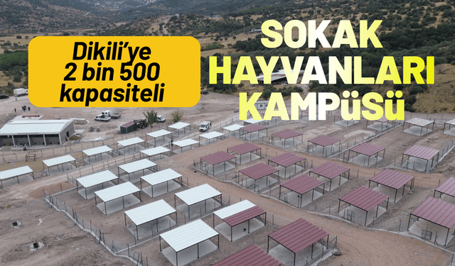 Dikili’ye tam teşekküllü sokak hayvanları kampüsü