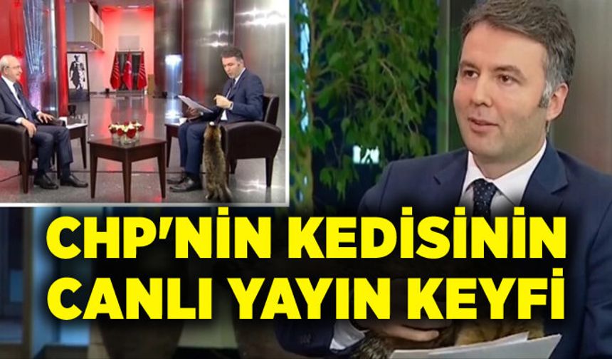 CHP'nin kedisinin canlı yayın keyfi