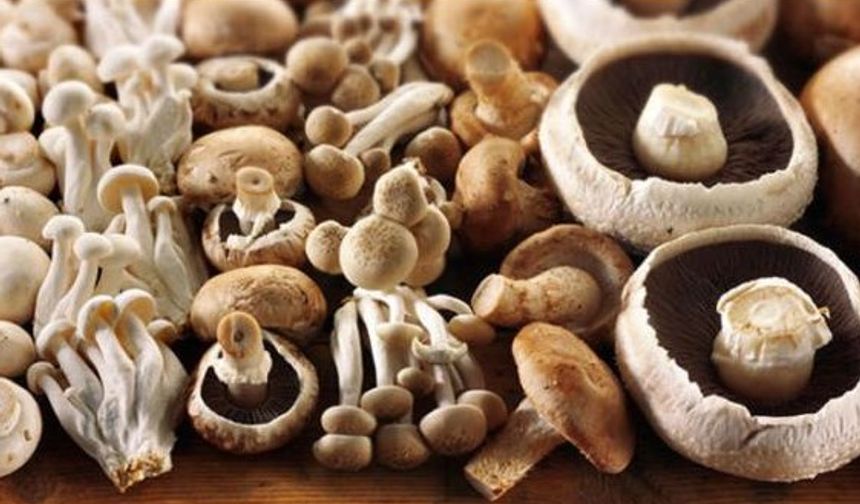 Mantarın Faydaları Nelerdir?