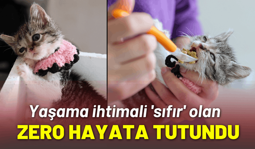 Yaşama ihtimali 'sıfır' olan Zero hayata tutundu