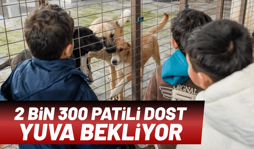 Büyükşehir’in bakımevlerinde 2 bin 300 patili dost yuva bekliyor