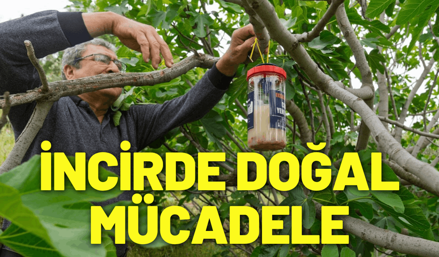 İncirde kalite kaybına karşı doğal mücadele
