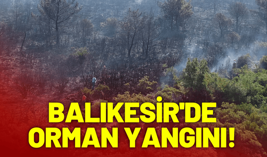 Balıkesir'de orman yangını!