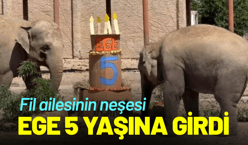 Fil ailesinin neşesi Ege 5 yaşına girdi