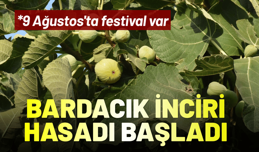 Bardacık inciri hasadı başladı: 9 Ağustos'ta festival var