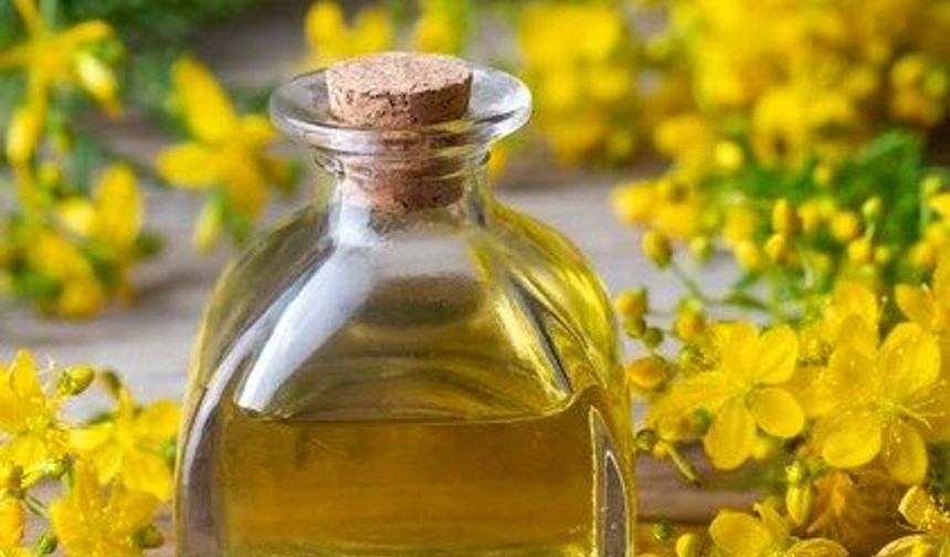 Kantaron yağı neye iyi gelir? Kantaron yağının faydaları nelerdir?