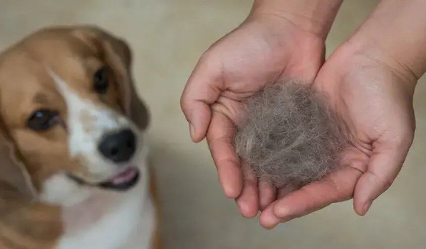 Sıcaklar tüy dökülmesini artırıyor! Kedi ve köpeklerin bakımı nasıl olmalı?