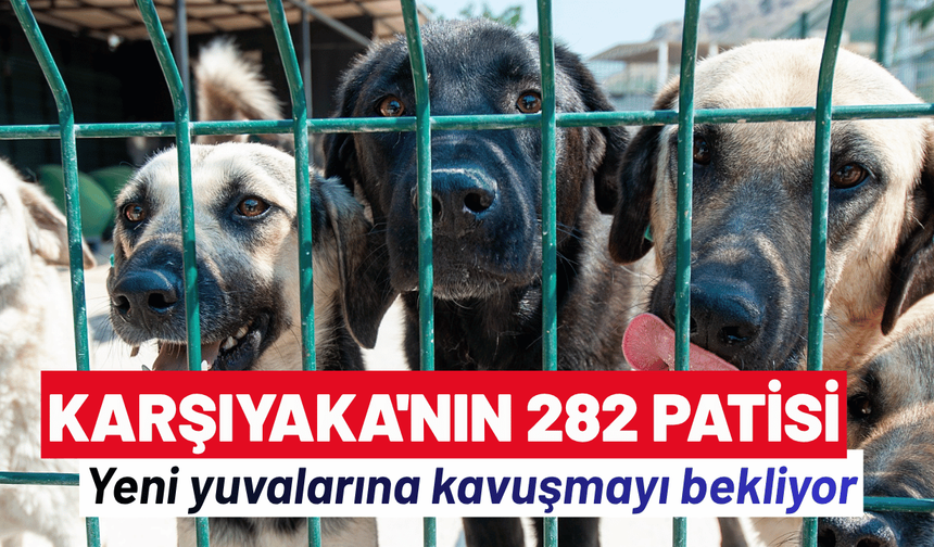 Karşıyaka'nın 282 patisi, yeni yuvalarına kavuşmayı bekliyor
