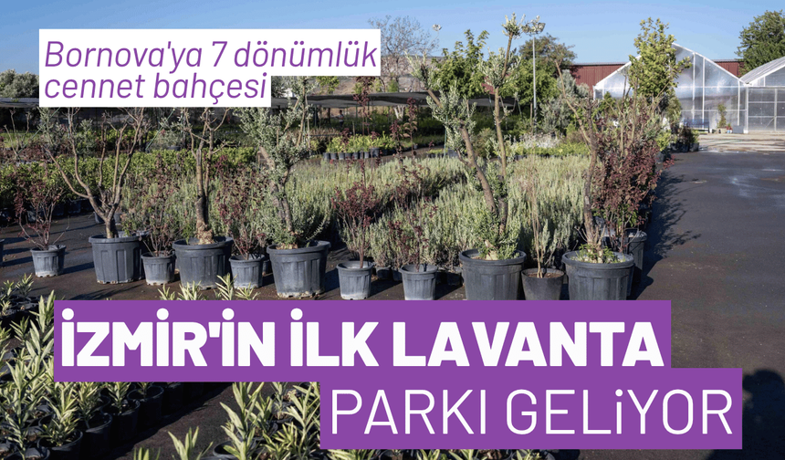 İzmir'in ilk lavanta parkı geliyor