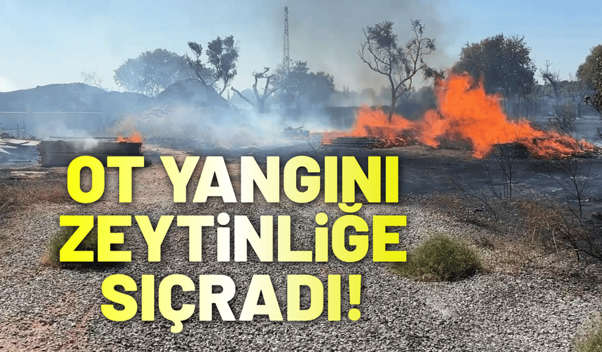 Aydın'da ot yangını zeytinliğe sıçradı!