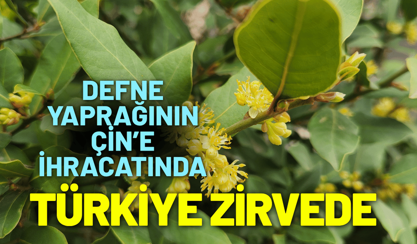 Defne yaprağının Çin’e ihracatında Türkiye zirvede