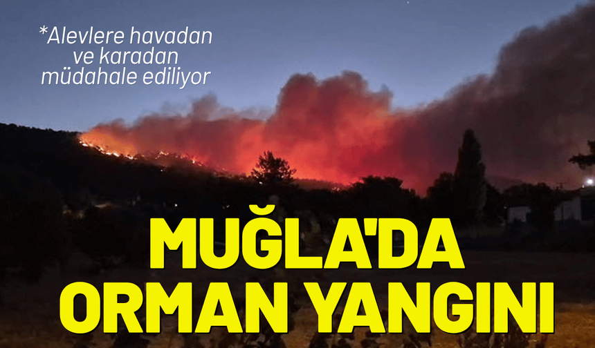 Muğla Menteşe'de orman yangını!