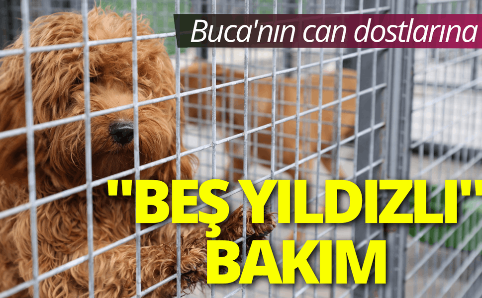 Buca'nın can dostlarına "beş yıldızlı" bakım