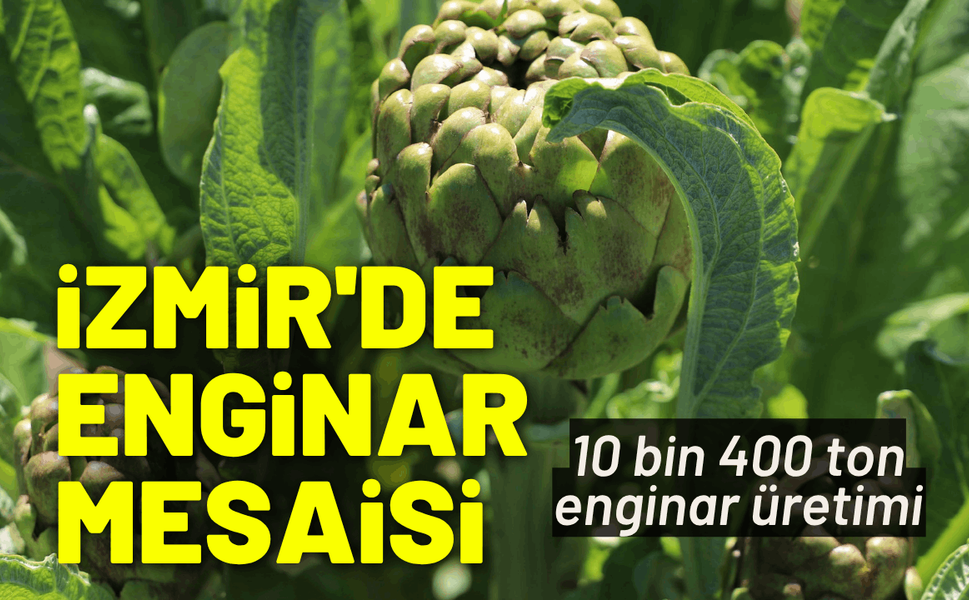 Türkiye'nin enginar lideri İzmir'de hasat sürüyor