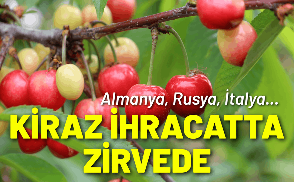 Kiraz ihracatında Almanya, Rusya ve İtalya zirvede