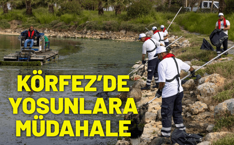 Körfez’de yosunlara müdahale