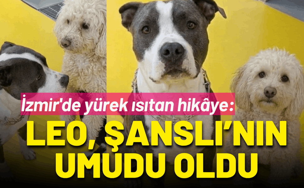 İzmir'de yürek ısıtan hikâye: Leo, Şanslı’nın umudu oldu