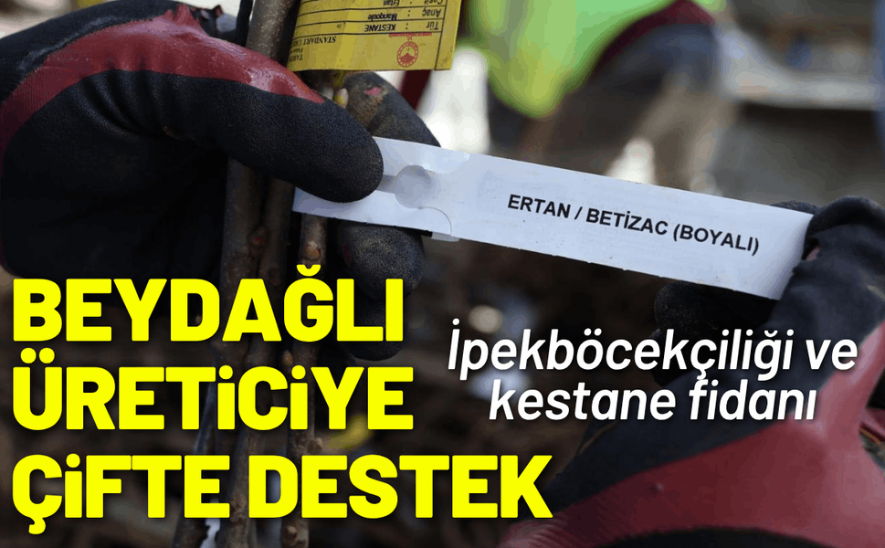 Beydağlı üreticiye çifte destek: İpekböcekçiliği ve kestane fidanı
