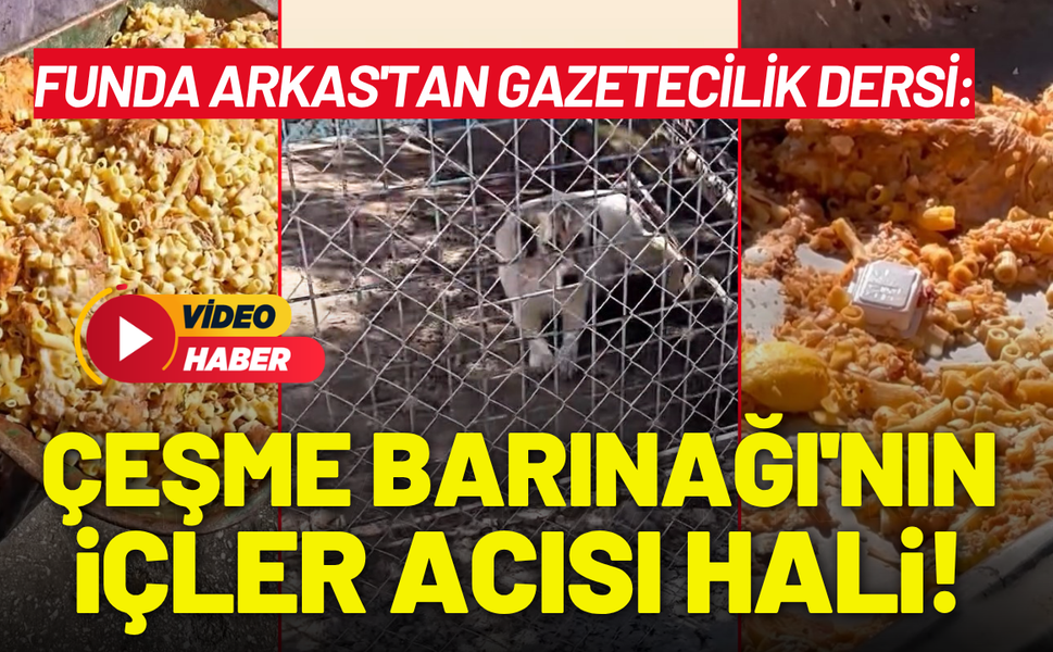 Funda Arkas'tan gazetecilik dersi: Çeşme Barınağı'nın içler acısı hali!