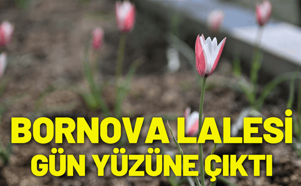 Bornova Lalesi ilçeye umut ve renk getirdi