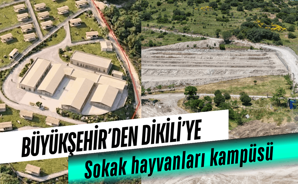 Büyükşehir’den Dikili’ye sokak hayvanları kampüsü