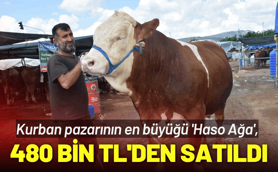 Kurban pazarının en büyüğü 'Haso Ağa', 480 bin TL'den satıldı