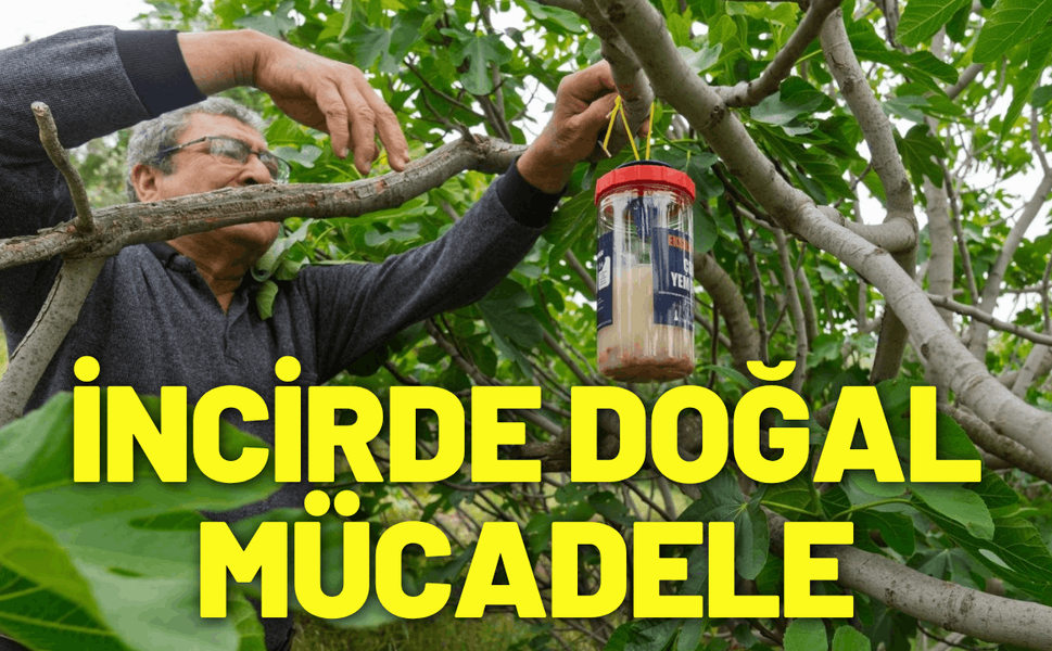 İncirde kalite kaybına karşı doğal mücadele