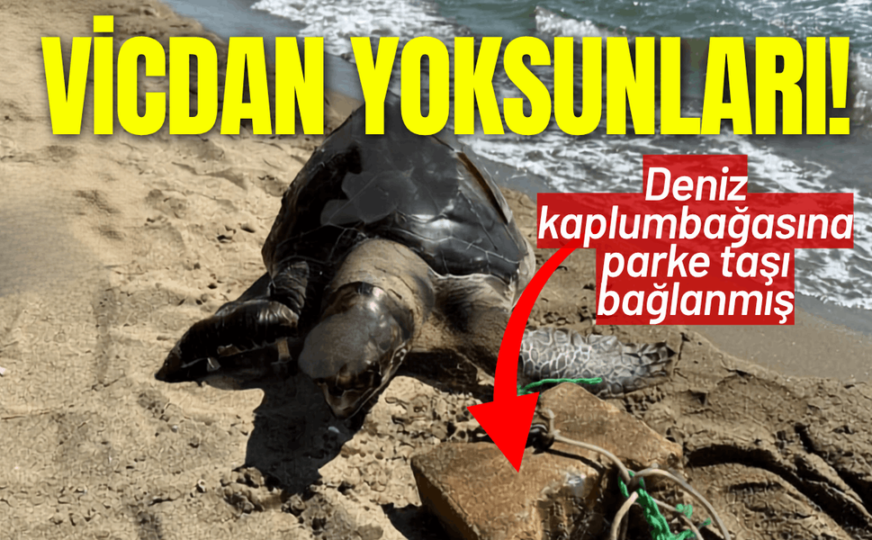 Vicdan yoksunları! Deniz kaplumbağasına parke taşı bağlanmış