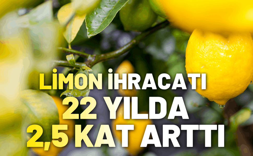 Türkiye'nin limon ihracatı 500 milyon dolara koşuyor