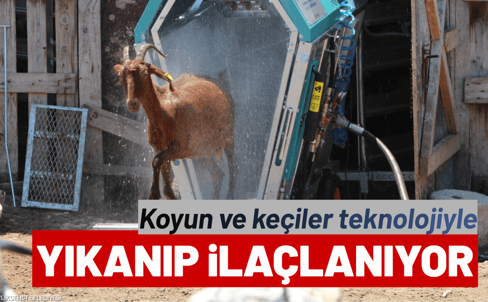Koyun ve keçiler artık teknolojiyle yıkanıp ilaçlanıyor