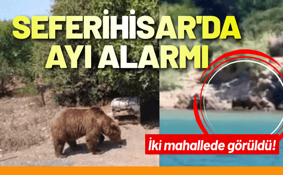 Seferihisar'da ayı alarmı: İki mahallede görüldü!