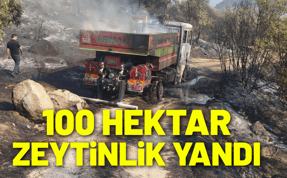 Aydın'da 100 hektar zeytinlik zarar gördü