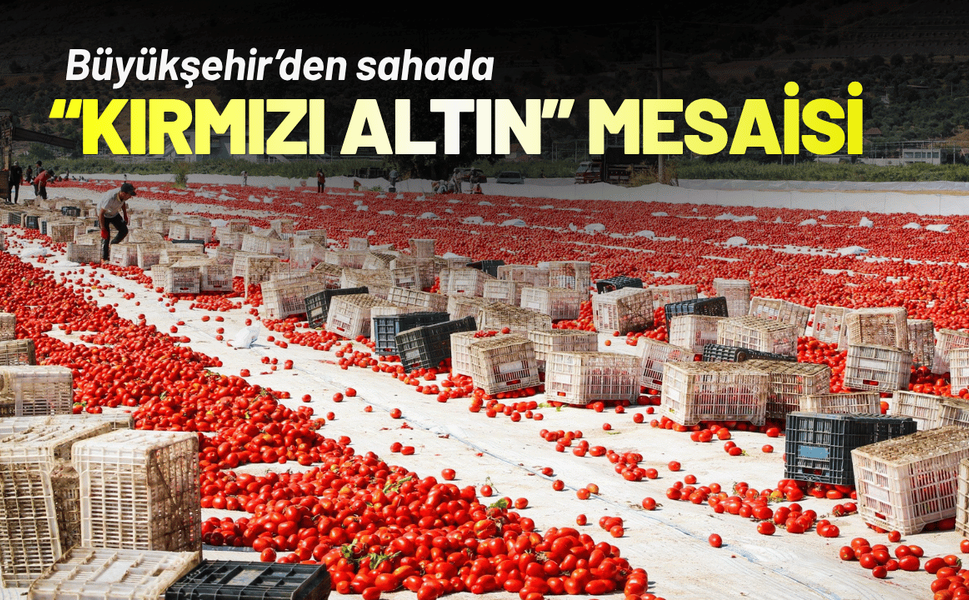 Büyükşehir’den sahada “Kırmızı Altın” mesaisi