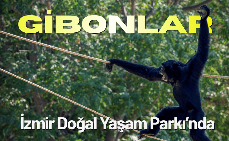 Gibonlar, İzmir Doğal Yaşam Parkı’nda