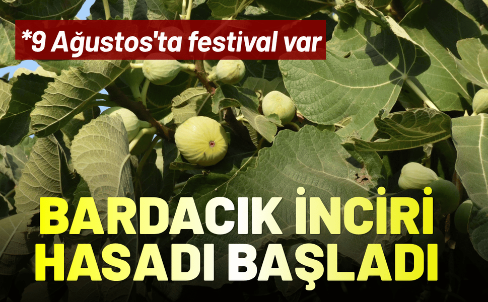 Bardacık inciri hasadı başladı: 9 Ağustos'ta festival var