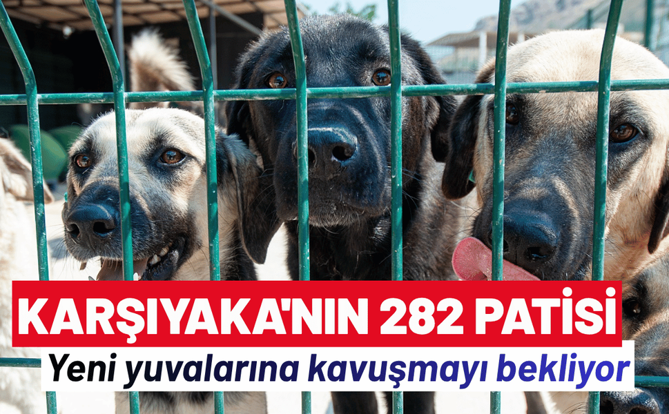 Karşıyaka'nın 282 patisi, yeni yuvalarına kavuşmayı bekliyor